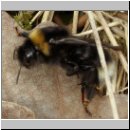 Bombus vestalis - Keusche Schmarotzerhummel koenigin 02.jpg